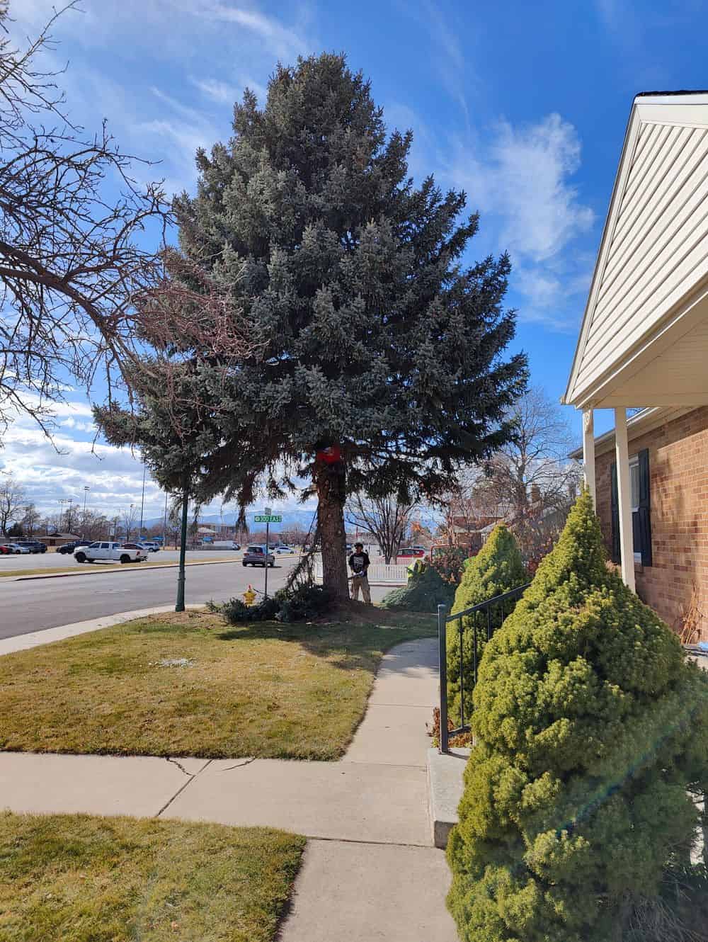 Tree Pruning image