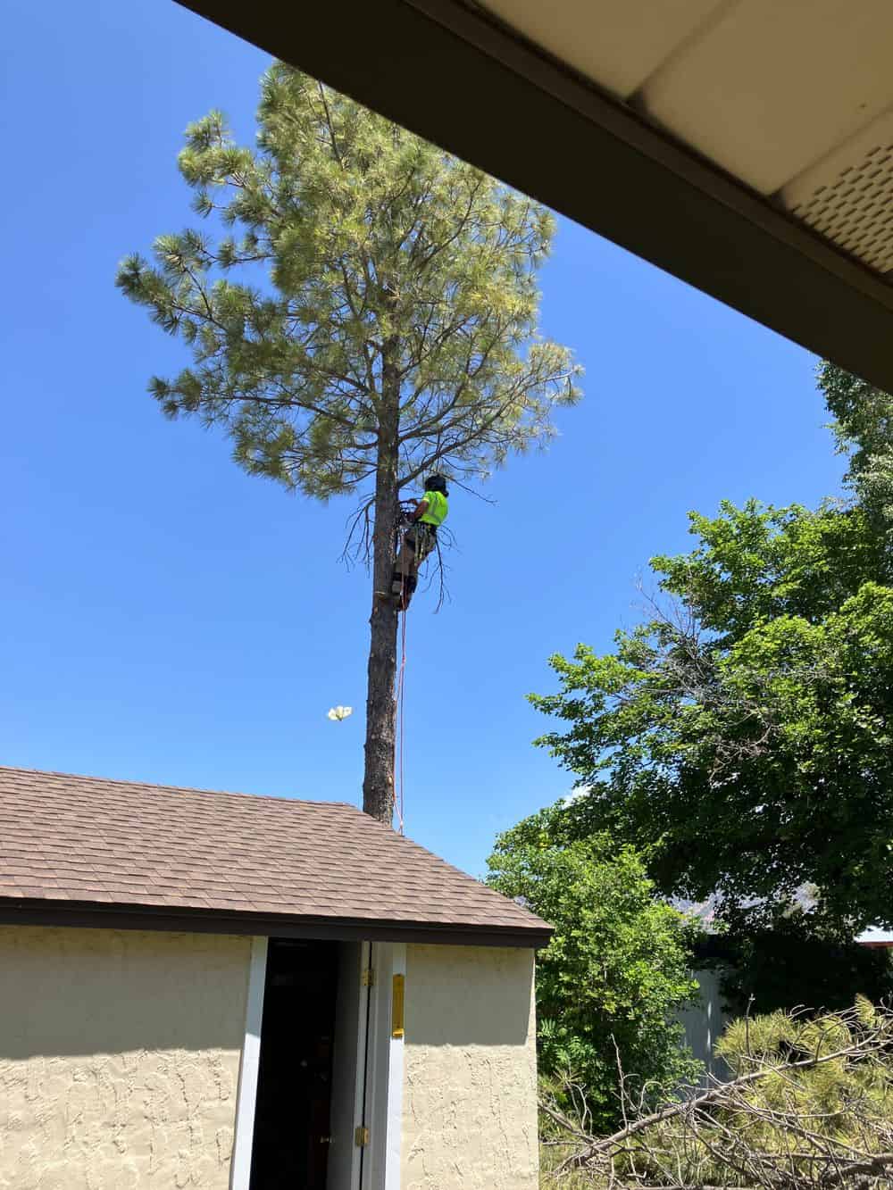 Tree Trimming & Removal image