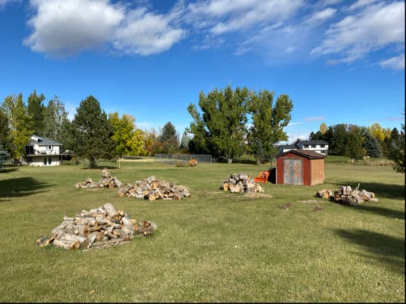 Gallery photos for Efficient Removal of Tall Cottonwoods in Sheridan: Image #1