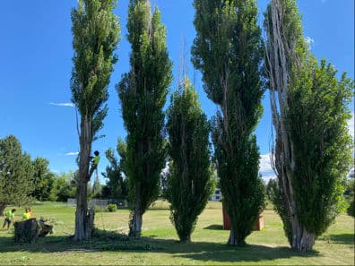 Gallery photos for Efficient Removal of Tall Cottonwoods in Sheridan: Image #2