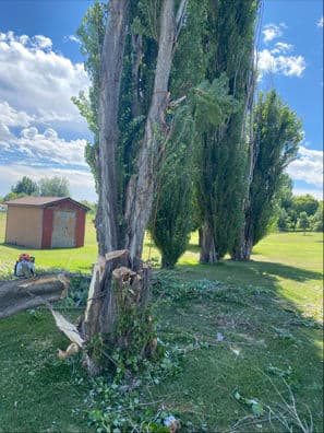 Gallery photos for Efficient Removal of Tall Cottonwoods in Sheridan: Image #3