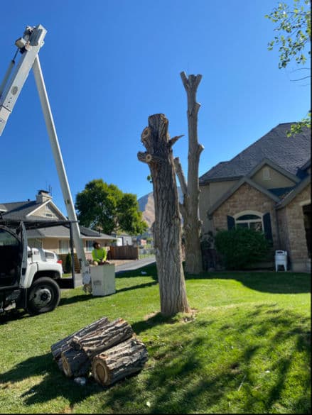 Comprehensive Tree Care Service for a Beautiful Neighborhood image
