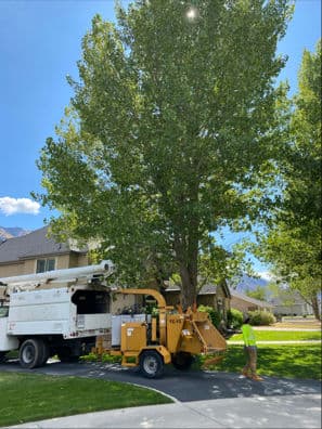 Gallery photos for Comprehensive Tree Care Service for a Beautiful Neighborhood: Image #1
