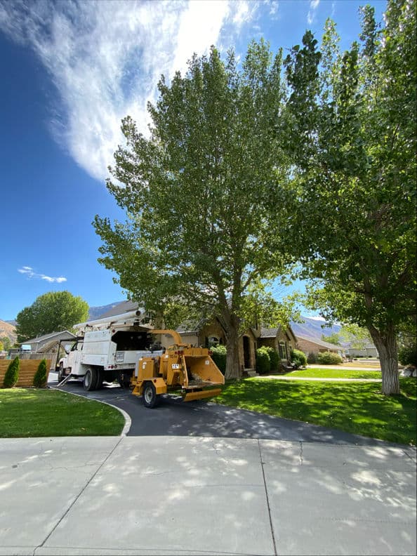 Gallery photos for Comprehensive Tree Care Service for a Beautiful Neighborhood: Image #2