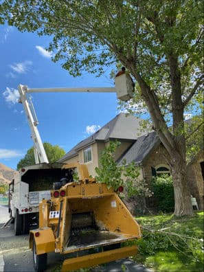 Gallery photos for Comprehensive Tree Care Service for a Beautiful Neighborhood: Image #3