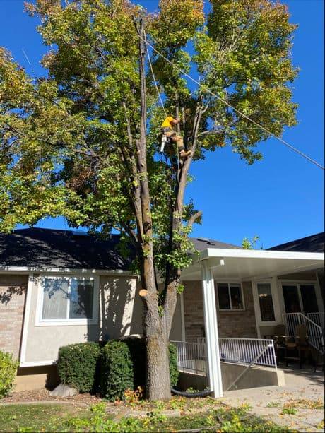 Gallery photos for Comprehensive Tree Removal in Layton Utah: Image #2