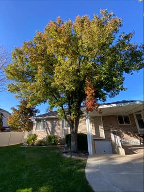 Gallery photos for Comprehensive Tree Removal in Layton Utah: Image #3