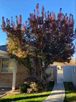 Transforming Outdoor Spaces with Expert Tree Removal