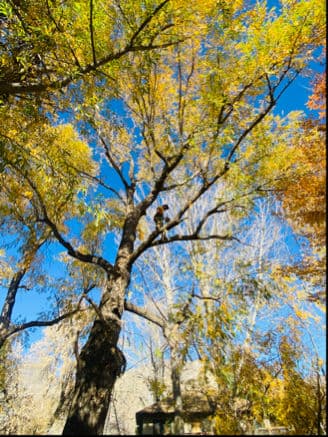 Prepping Trees for Winter with Expert Wind Sailing