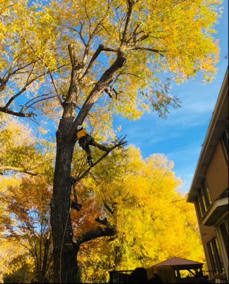 Prepping Trees for Winter with Expert Wind Sailing