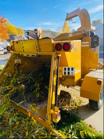 Prepping Trees for Winter with Expert Wind Sailing