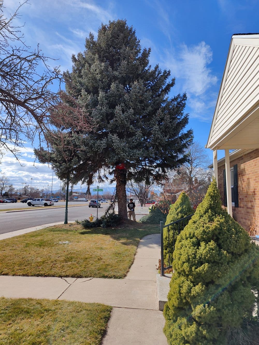 Large evergreen tree decorated with red ornaments in a residential front yard on a sunny day.