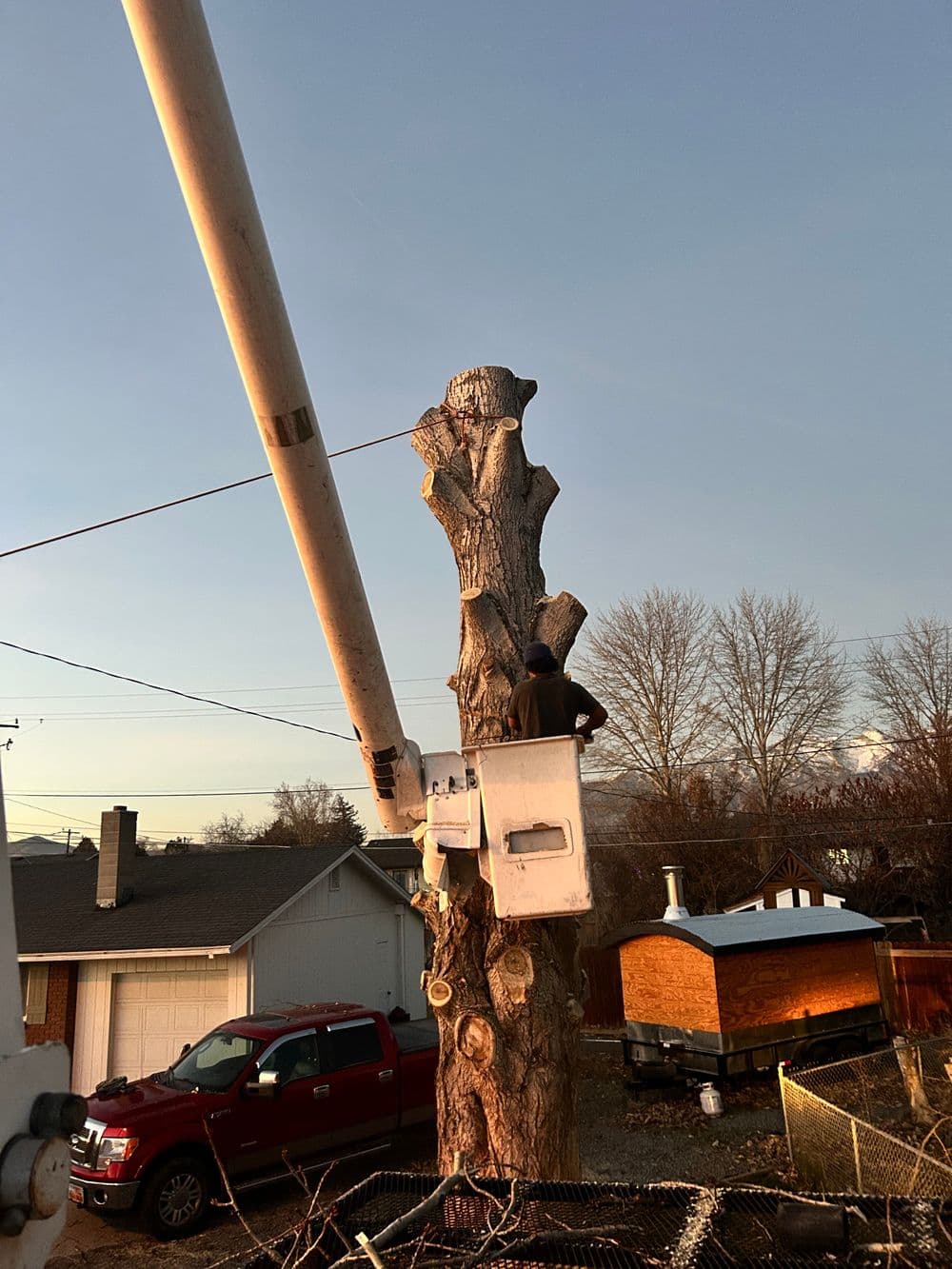Tree trimming service using a bucket truck at sunset, showcasing the worker and equipment.