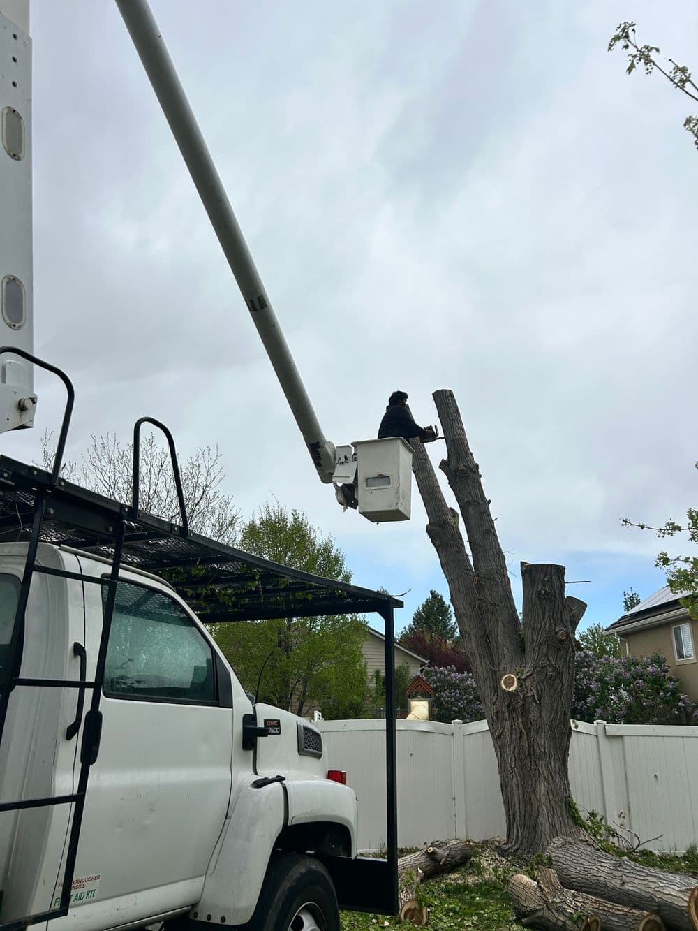 Tree removal in progress with a worker in a bucket truck cutting down a tree.