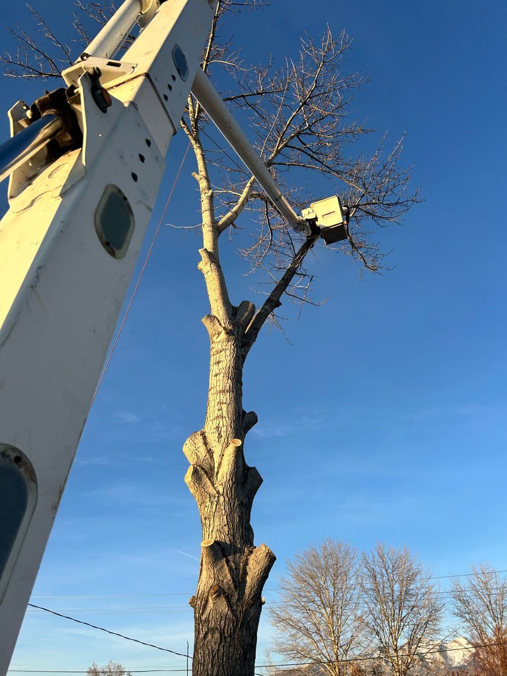Tree trimming service using a bucket truck against a clear blue sky.