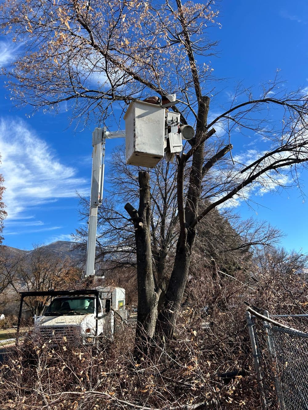 Tree maintenance truck with a elevated platform working on a tree against a clear blue sky.
