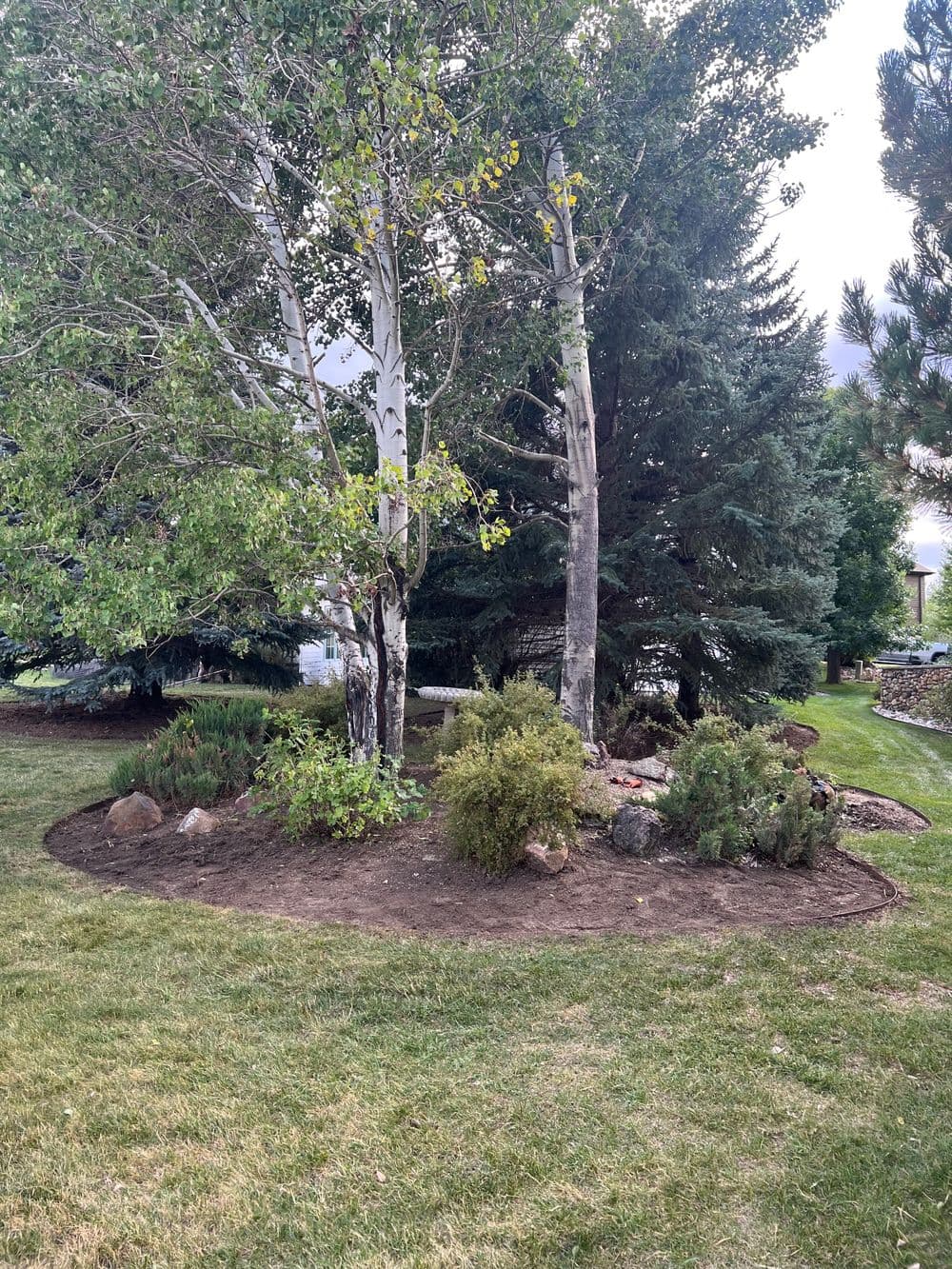 Tree landscaping with aspen and evergreen trees, surrounded by bushes and rocks.