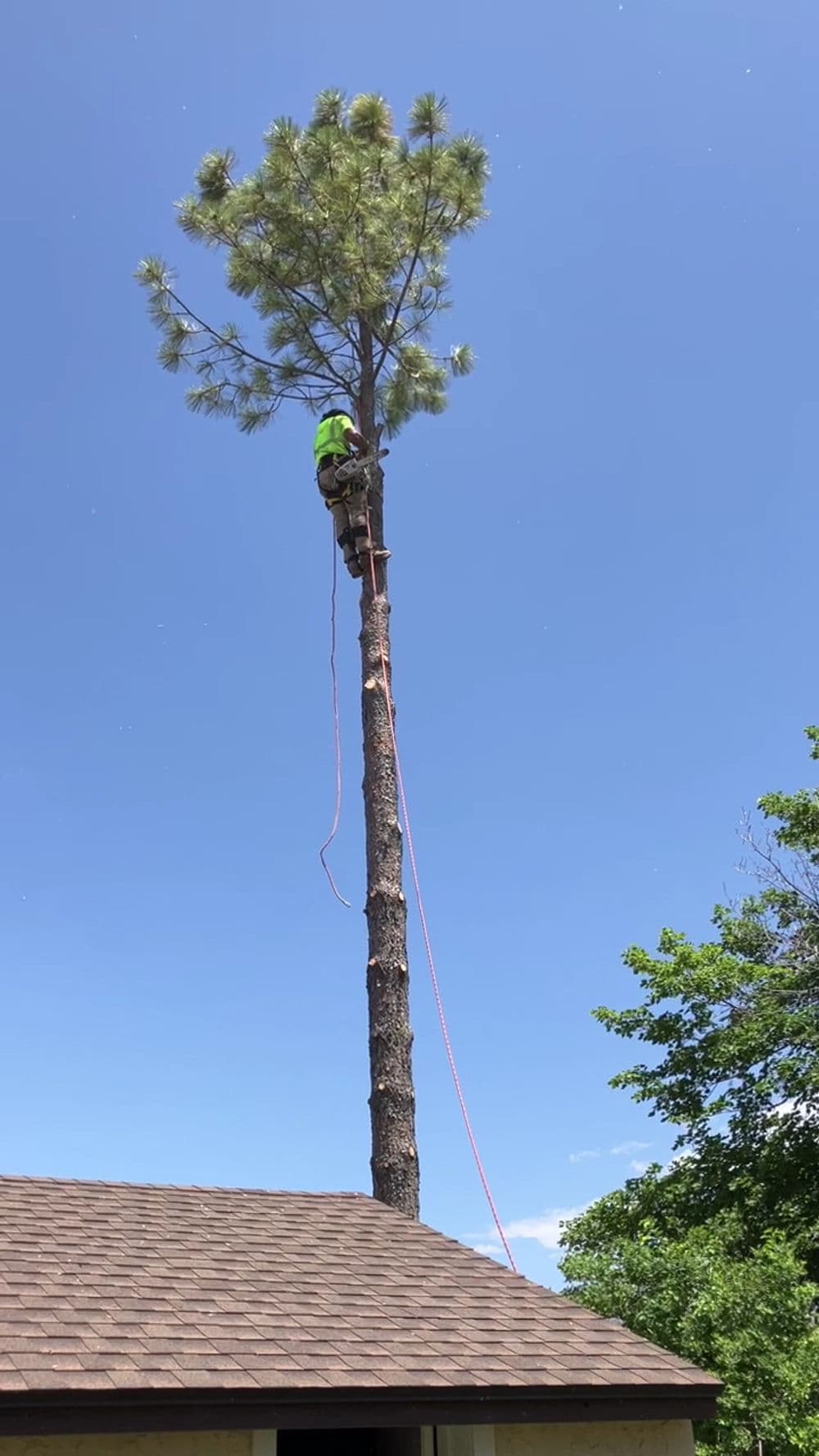 Tree climber trimming a tall pine tree against a clear blue sky. Safety gear visible.