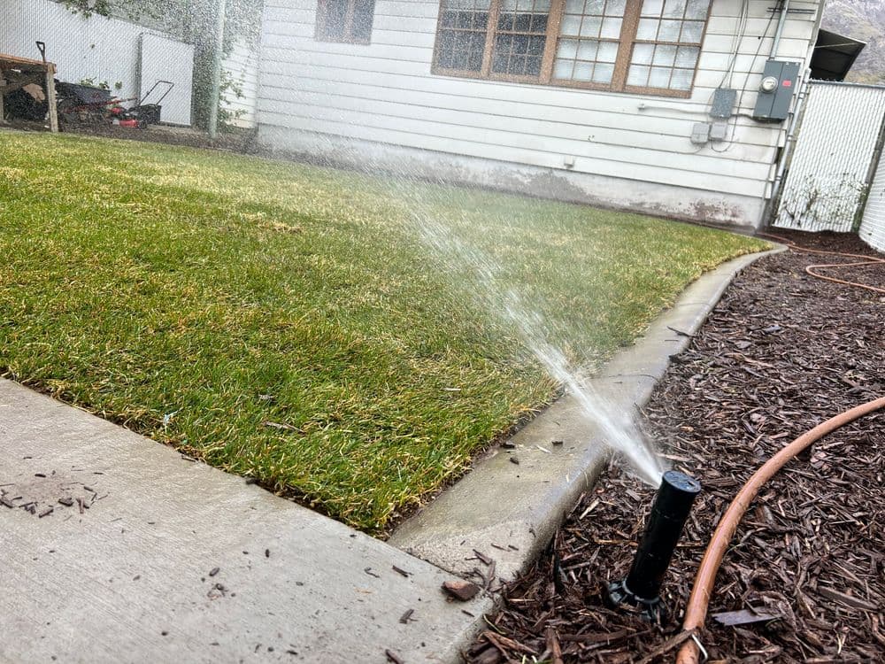Lawn sprinkler watering green grass in a residential yard with concrete pathway and mulch.