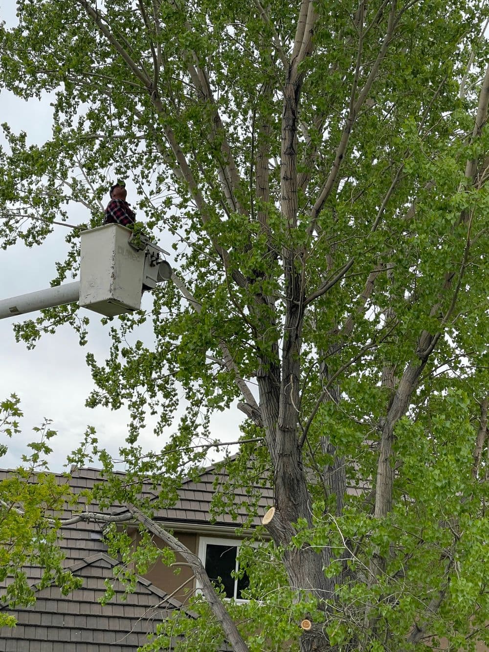 Tree maintenance worker in bucket truck trimming green foliage of a tall tree.