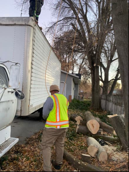 Safe and Efficient Tree Removal Near a Vintage Truck image