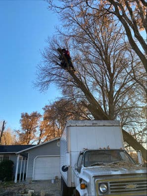 Gallery photos for Safe and Efficient Tree Removal Near a Vintage Truck: Image #1