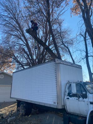 Gallery photos for Safe and Efficient Tree Removal Near a Vintage Truck: Image #3
